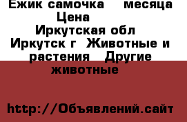 Ежик самочка, 2 месяца. › Цена ­ 4 000 - Иркутская обл., Иркутск г. Животные и растения » Другие животные   